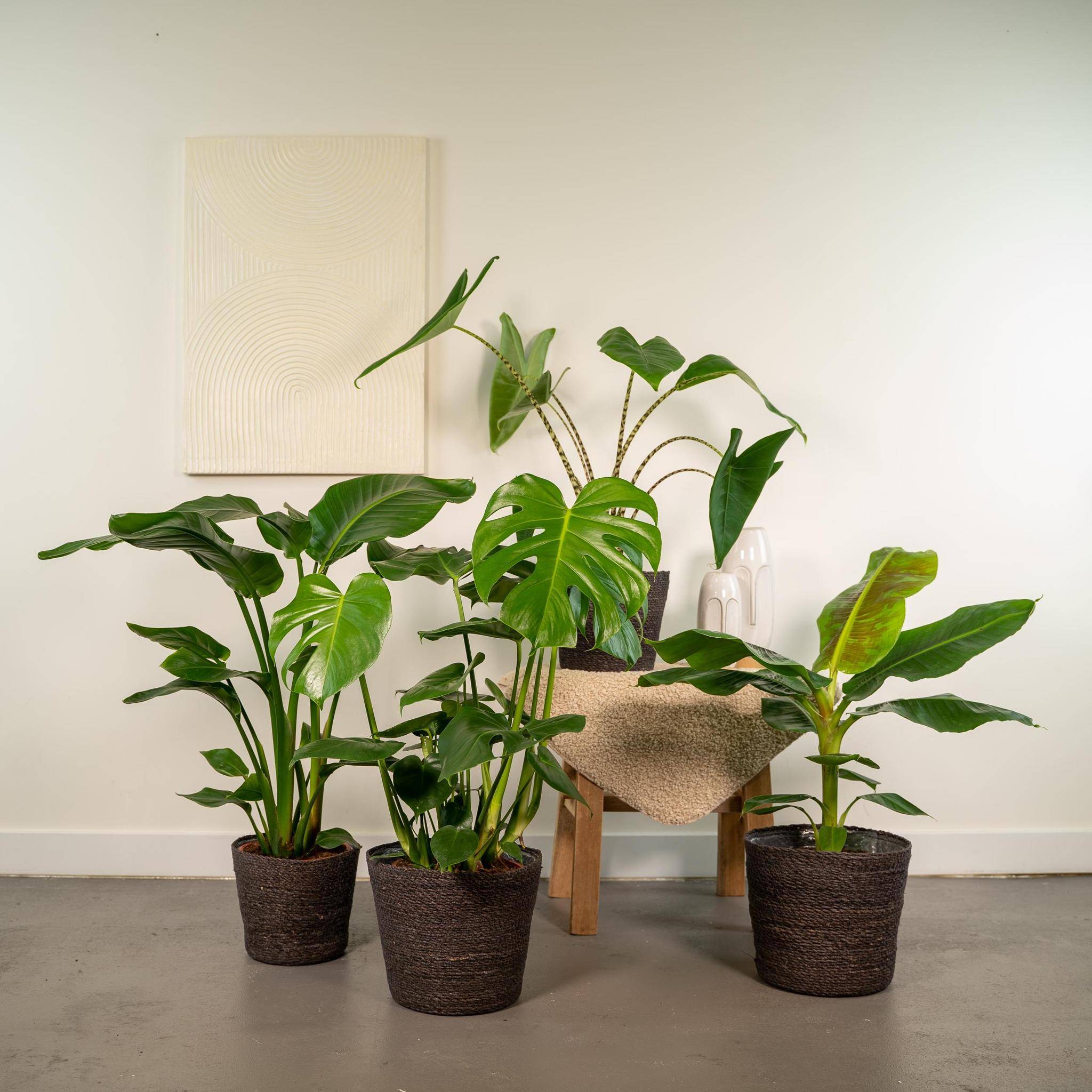 La Green Touch - Coffret Monstera Deliciosa, Alocasia Zebrina, Strelitzia Nicolai, Bananier Musa - Lot de 4 plantes 90cm - Plante d'intérieur- La Green Touch - Imagen 4