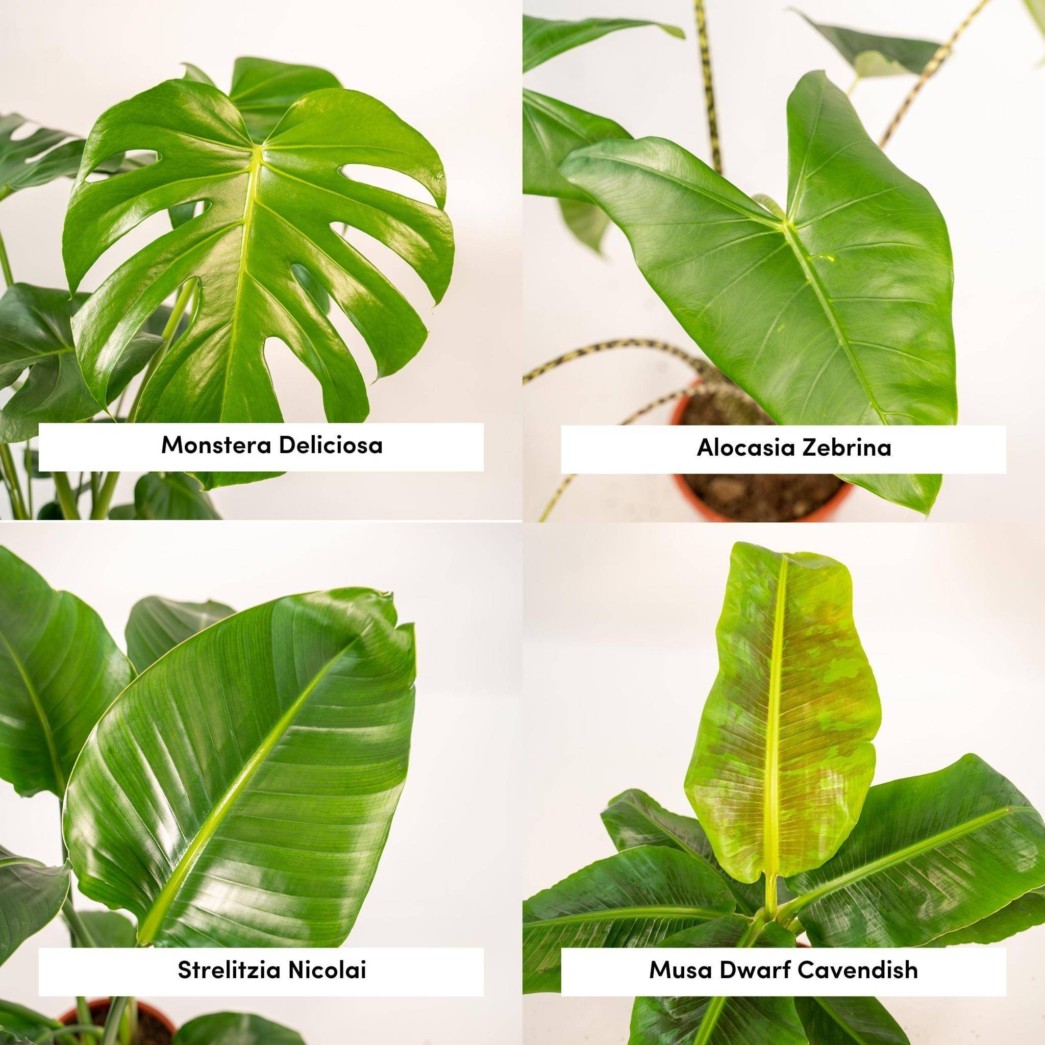 La Green Touch - Coffret Monstera Deliciosa, Alocasia Zebrina, Strelitzia Nicolai, Bananier Musa - Lot de 4 plantes 90cm - Plante d'intérieur- La Green Touch - Imagen 5