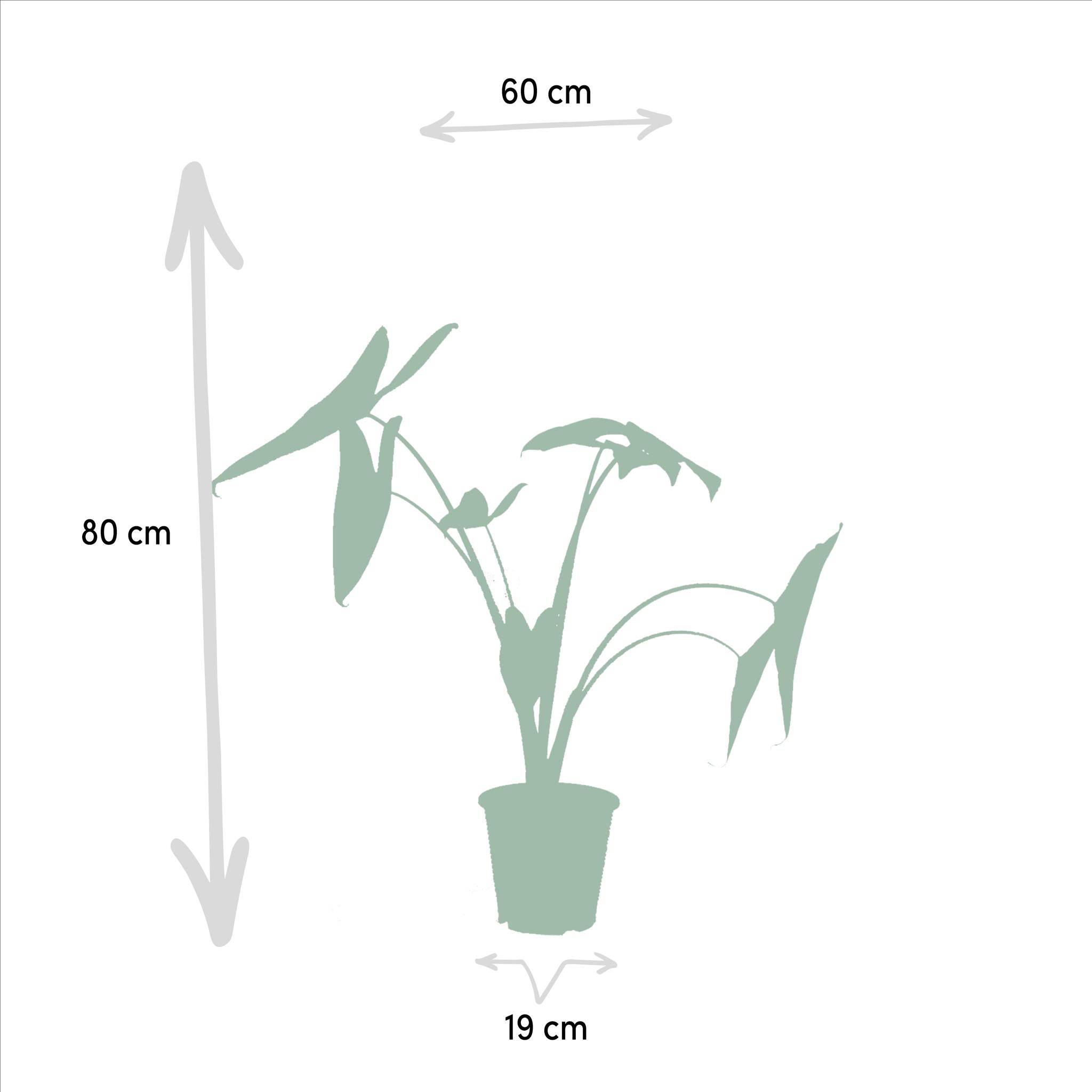 La Green Touch - Coffret Monstera Deliciosa, Alocasia Zebrina, Strelitzia Nicolai, Bananier Musa - Lot de 4 plantes 90cm - Plante d'intérieur- La Green Touch - Imagen 8