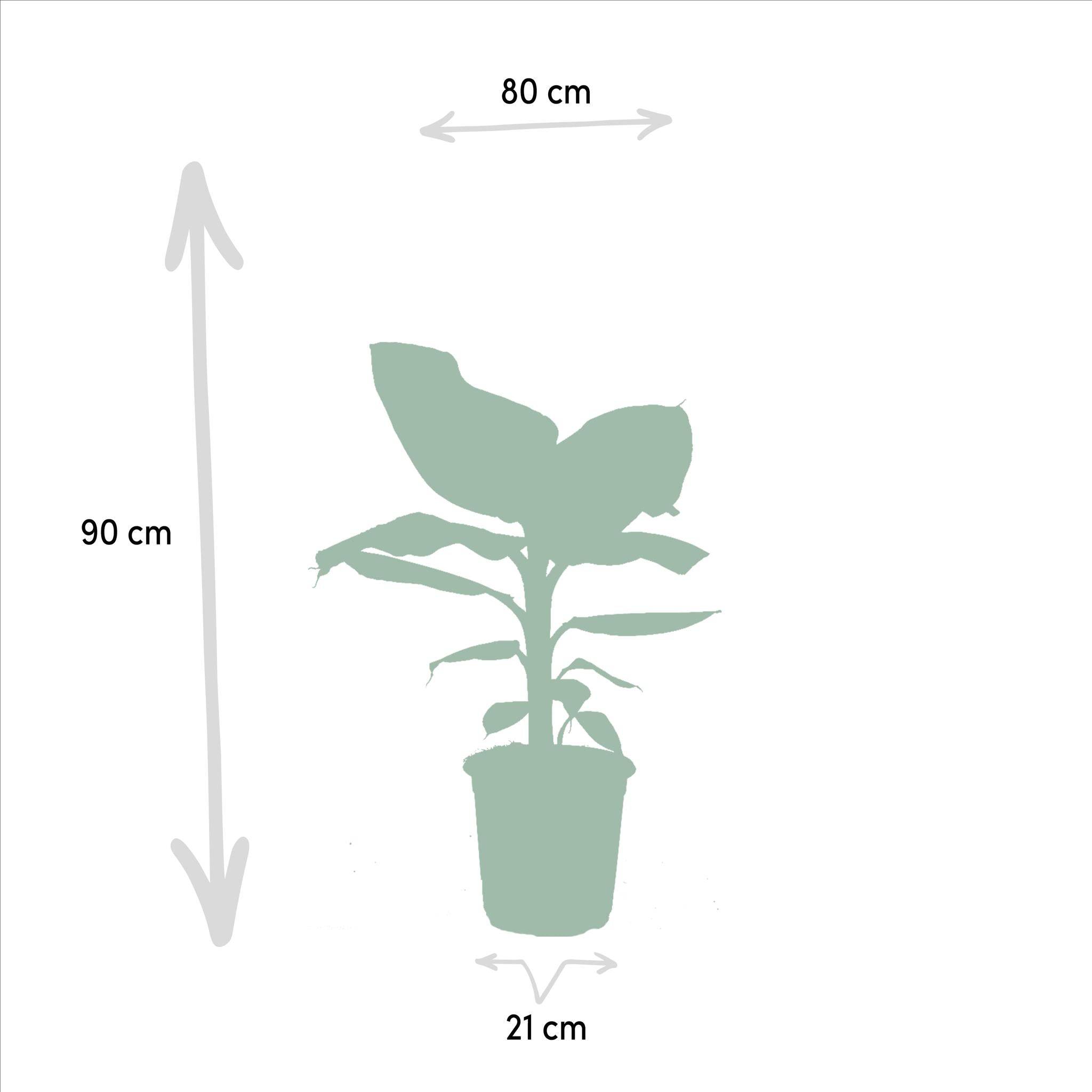 La Green Touch - Coffret Monstera Deliciosa, Alocasia Zebrina, Strelitzia Nicolai, Bananier Musa - Lot de 4 plantes 90cm - Plante d'intérieur- La Green Touch - Imagen 7