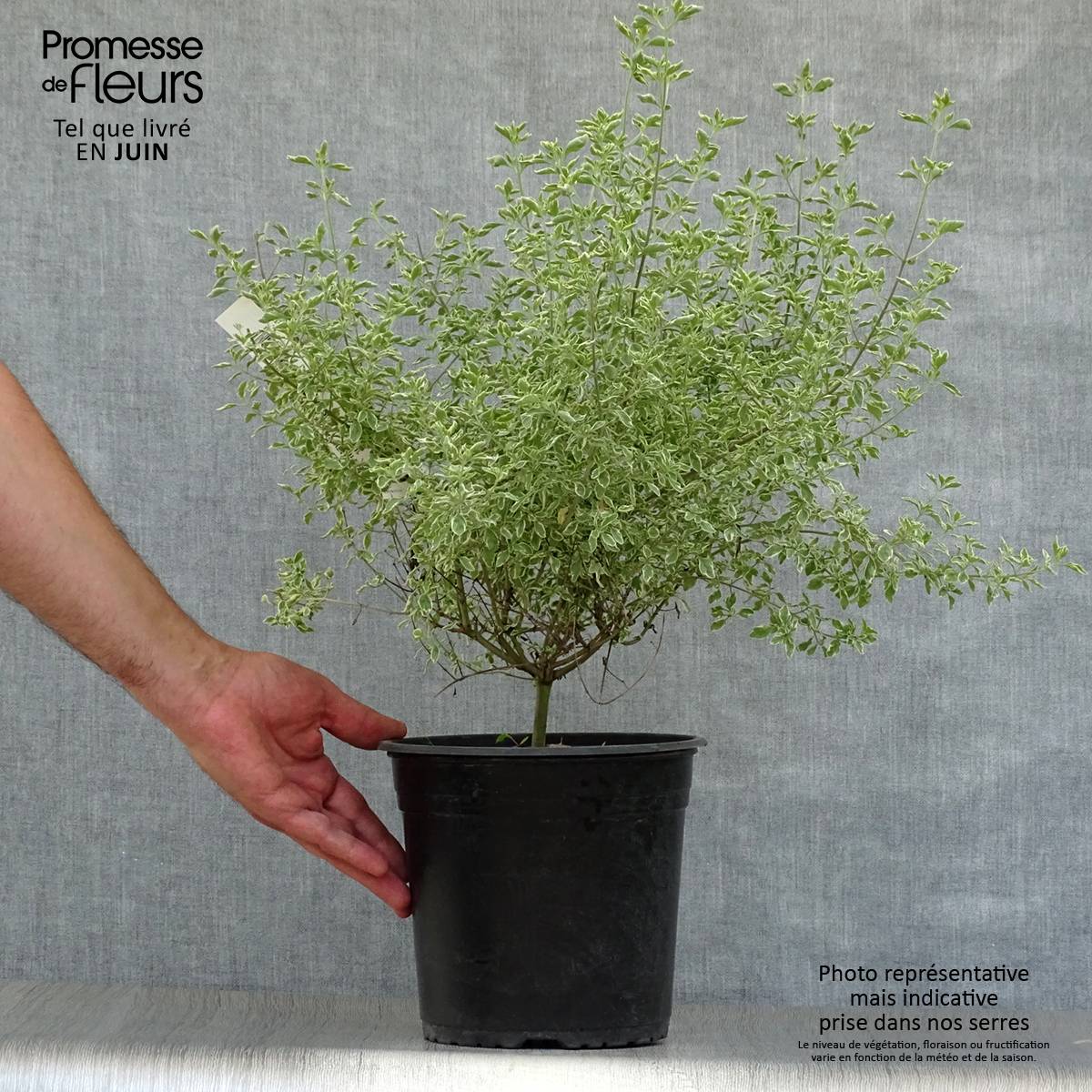 Promesse de Fleurs - Prostanthera rotundifolia Variegata - Menthe Australienne Pot de 4L/5L - Image 2