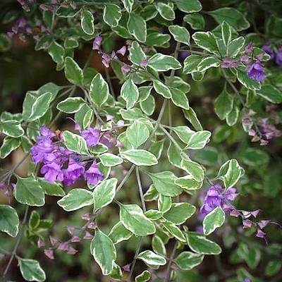 Promesse de Fleurs - Prostanthera rotundifolia Variegata - Menthe Australienne Pot de 4L/5L - Image 1