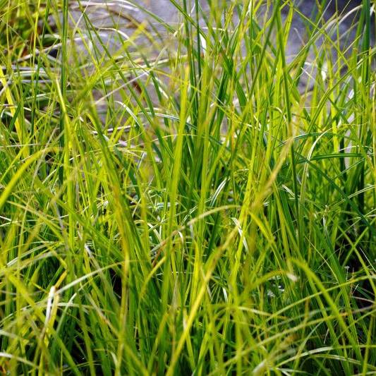 Carex lenta Osaka - Laîche Godet de 8/9 cm