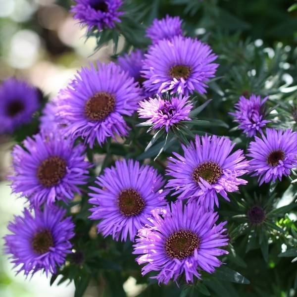 Promesse de Fleurs - Aster novae-angliae Purple Dome - Aster d'automne Pot de 2L/3L