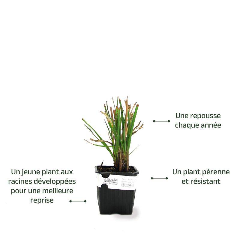 3 Tisons De Satan 'Lemon Popsicle' (Kniphofia 'Lemon Popsicle') - Lot de 3 vivaces - Pépinières Naudet - Imagen 3