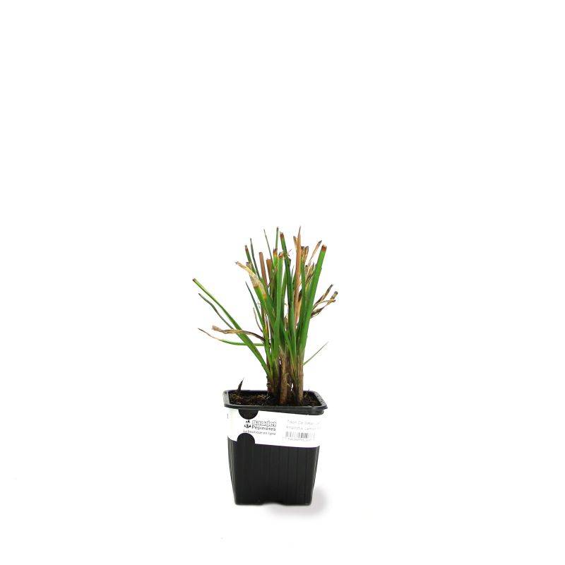 3 Tisons De Satan 'Lemon Popsicle' (Kniphofia 'Lemon Popsicle') - Lot de 3 vivaces - Pépinières Naudet - Imagen 2