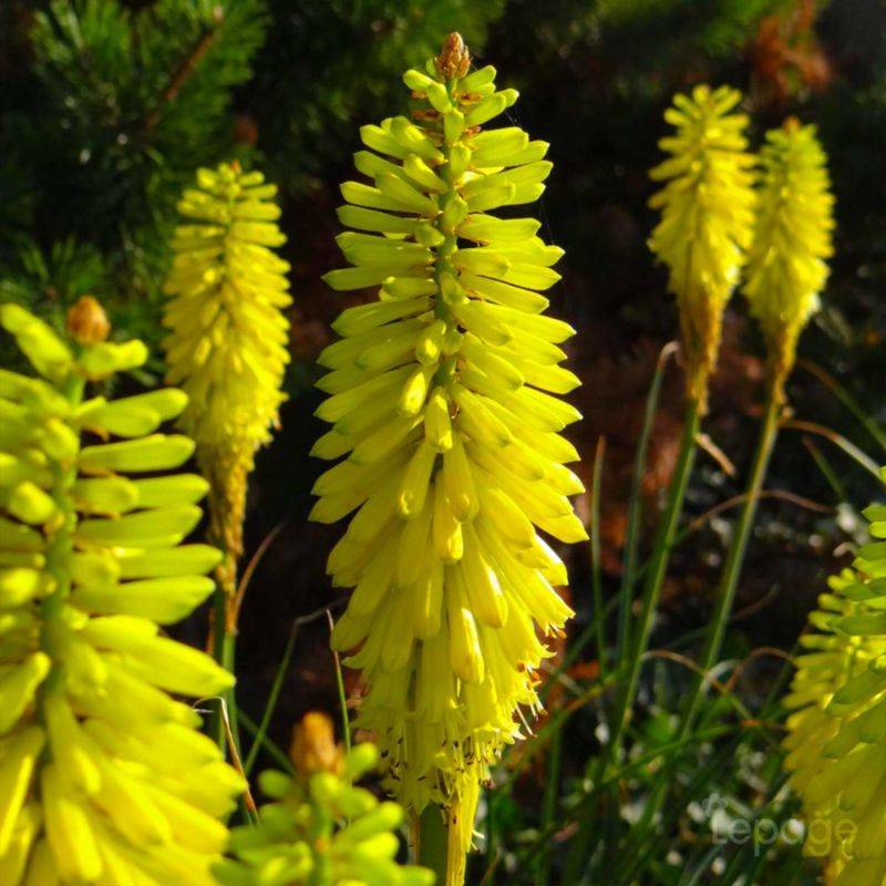 3 Tisons De Satan 'Lemon Popsicle' (Kniphofia 'Lemon Popsicle') - Lot de 3 vivaces - Pépinières Naudet