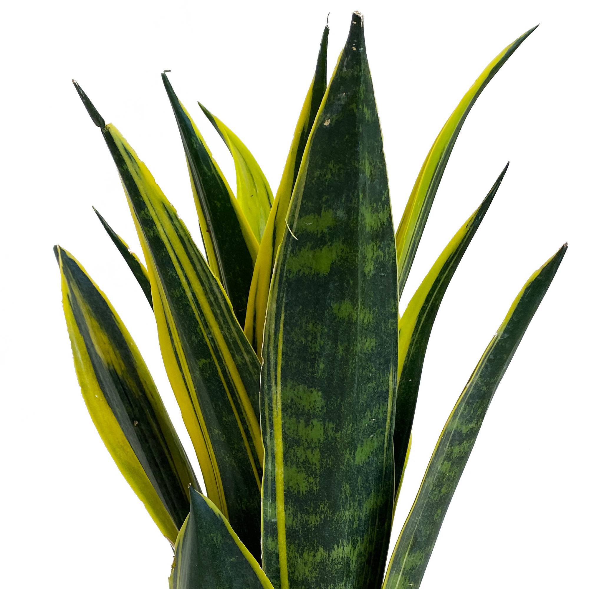 Gardenersdream - Sansevieria Golden Flame - Langue De Belle-Mère | Superbe Plante D'Intérieur | De 30 À 40 Cm Pot Inclus - GardenersDream - Imagen 3