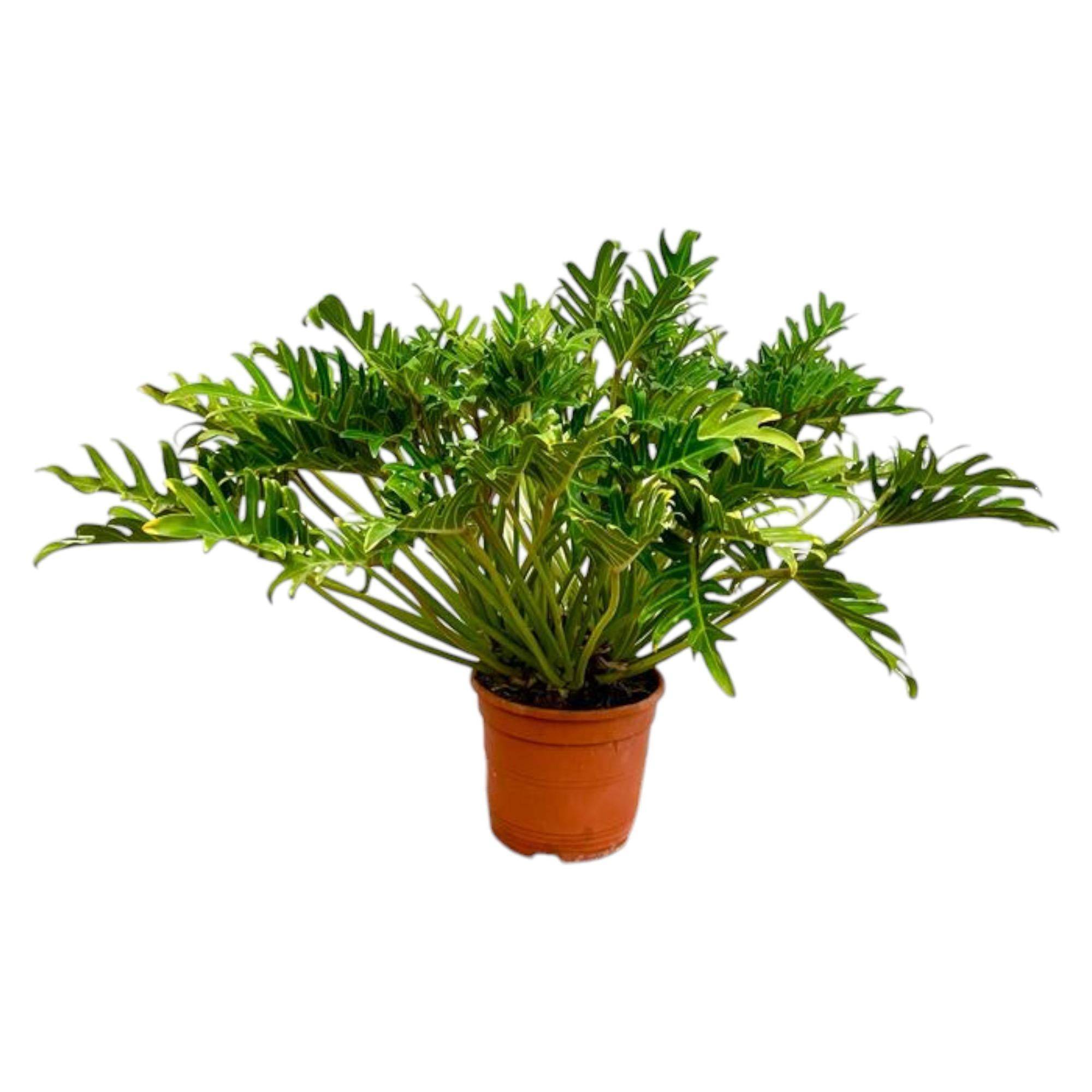La Green Touch - Philodendron Xanadu 100cm - Plante d'intérieur- La Green Touch - Imagen 2