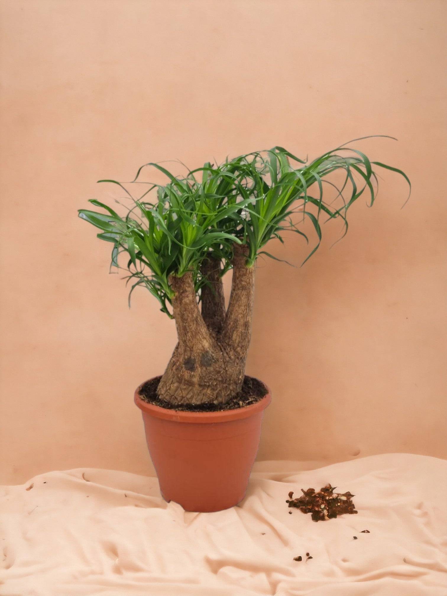 Beaucarnea Nolina- La Green Touch - Image 1
