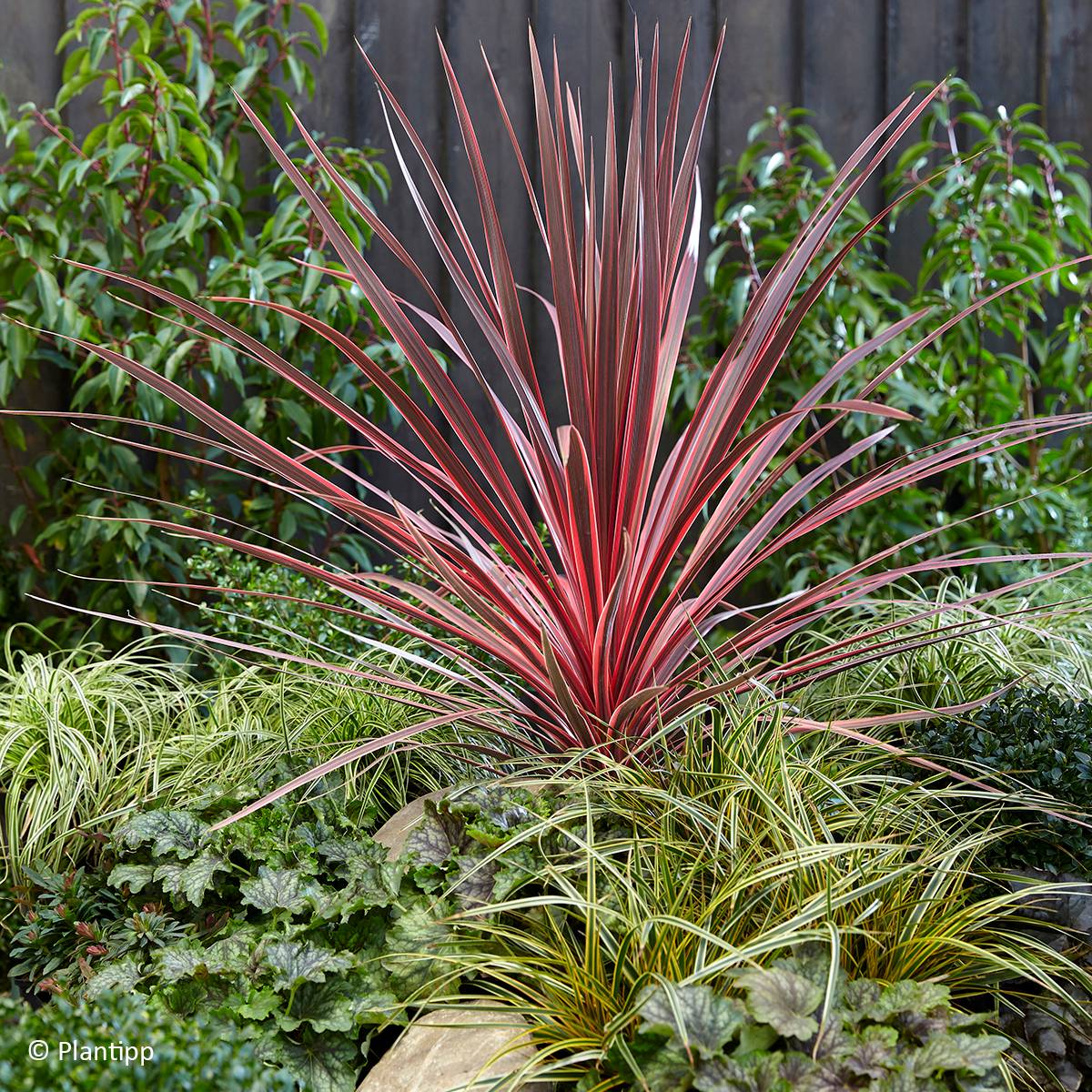 Cordyline Charlie boy® Pot de 4L/5L - Image 1