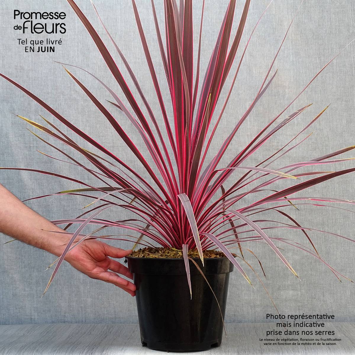 Cordyline Charlie boy® Pot de 4L/5L - Image 2