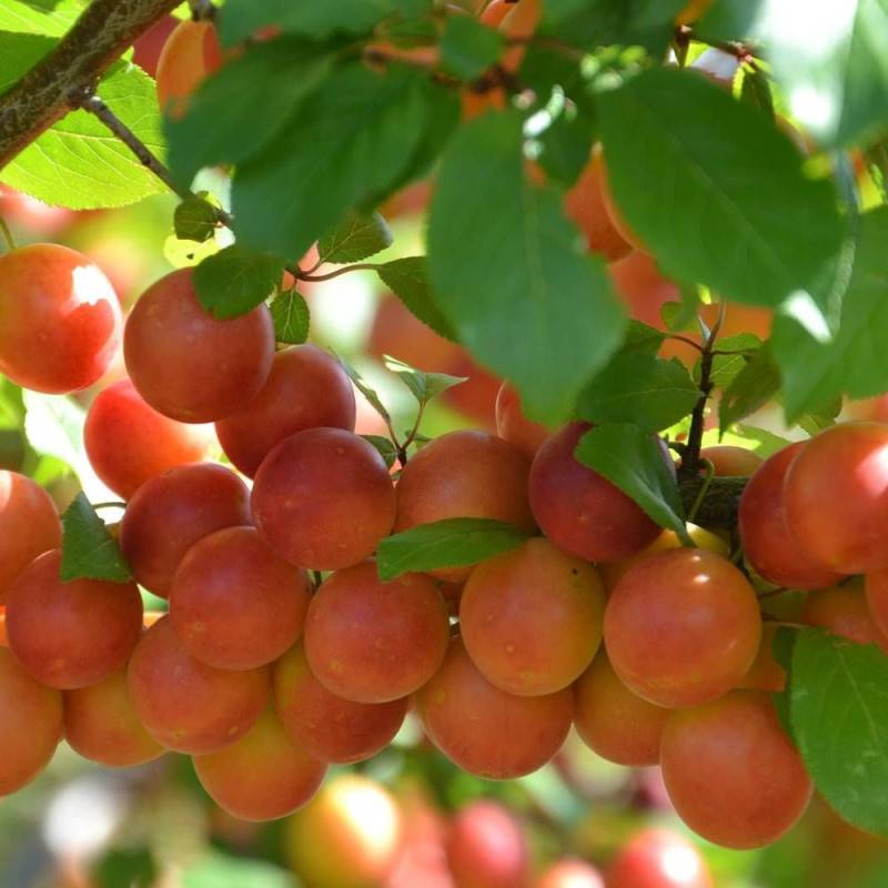 Prunier Prune Abricot - Bon rendement - Pot de 15L - 1/2 tige - 150/175 cm - De 3,00 m à 5,00 m - Imagen 5