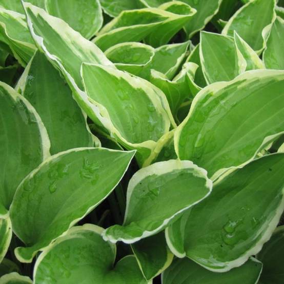 Promesse de Fleurs - Hosta Diamond Tiara Godet de 8/9 cm