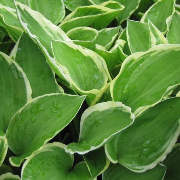 Promesse de Fleurs - Hosta Diamond Tiara Godet de 8/9 cm