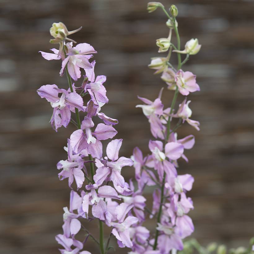 Graines de Delphinium consolida Fancy Belladonna - Pied d'Alouette annuel le sachet de 150 graines environ (0,5g)