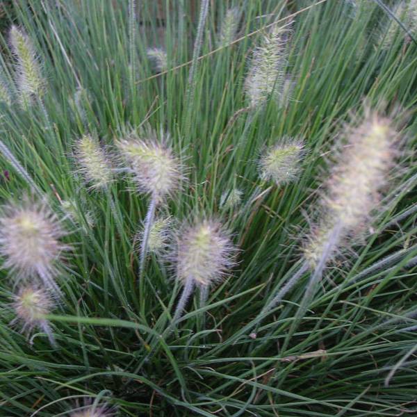 6 x Herbe aux écouvillons 'Little Bunny' - Pennisetum alopecuroides 'Little Bunny'  - godet 9cm x 9cm - Arborix - Imagen 2