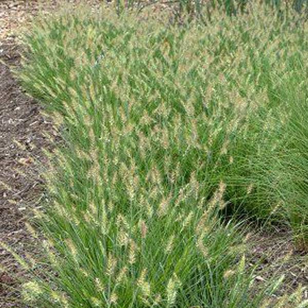 6 x Herbe aux écouvillons 'Little Bunny' - Pennisetum alopecuroides 'Little Bunny'  - godet 9cm x 9cm - Arborix - Imagen 1