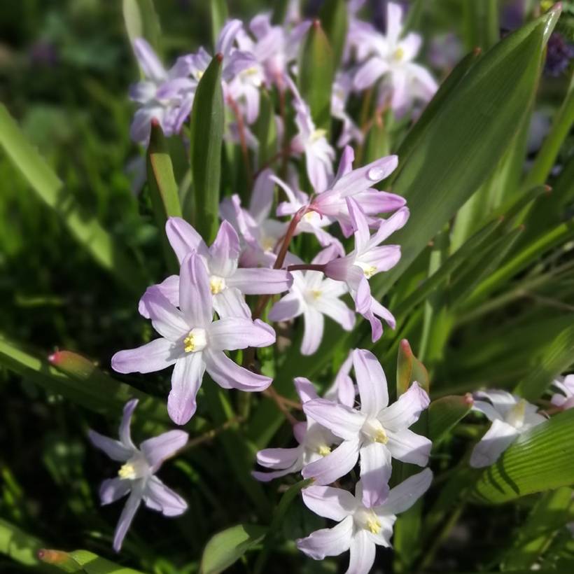 Chionodoxa forbesii Pink Giant Pot de 2L/3L calibre 4/6