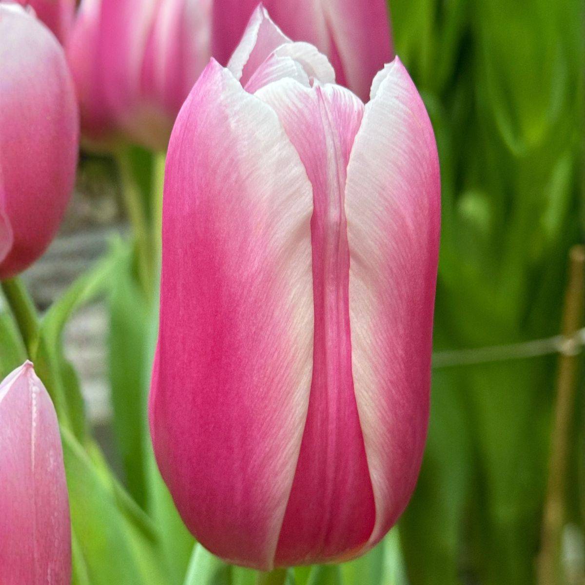 Promesse de Fleurs - Tulipe Triomphe Kadima Bulbe calibre 12+ (par 10)