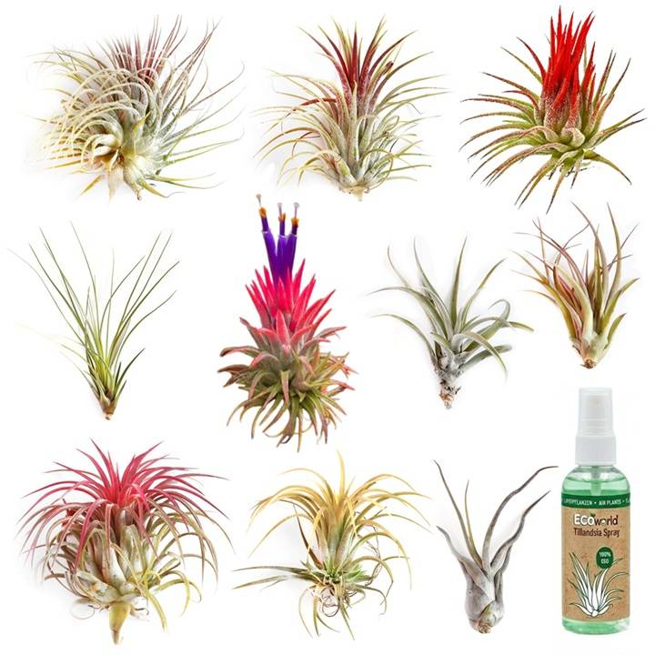 0 - Tillandsia - 10 pièces - Plantes Aériennes - avec Spray