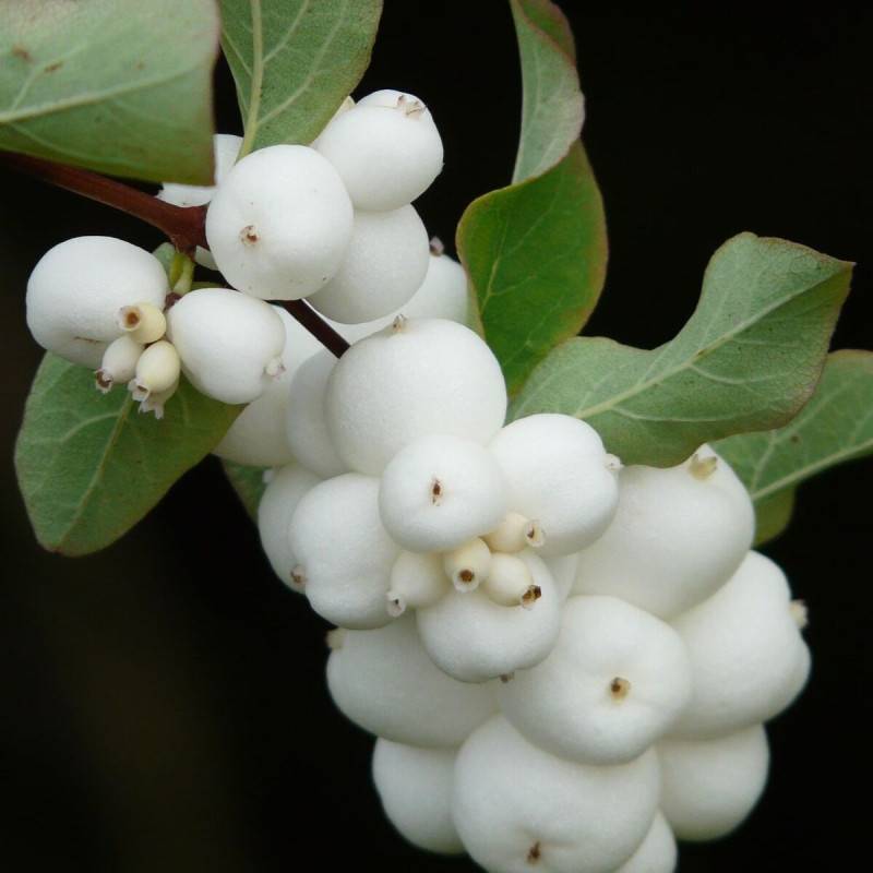Symphorine White Hedge, Symphoricarpos à fleurs Blanche - feuillage Caduc - Pot de 3L - 20/40 cm- hauteur à maturité De 2,50 m à 3,00 m - Image 3