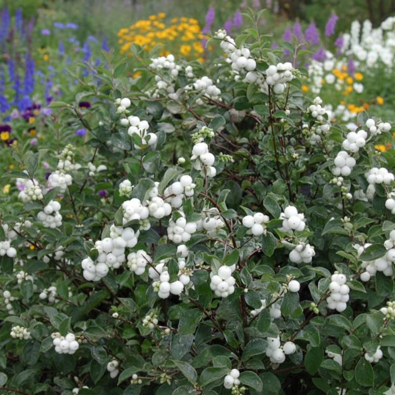 Symphorine White Hedge, Symphoricarpos à fleurs Blanche - feuillage Caduc - Pot de 3L - 20/40 cm-  hauteur à maturité De 2,50 m à 3,00 m - Image 6