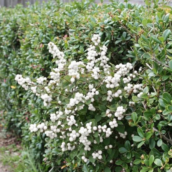 Symphorine White Hedge, Symphoricarpos à fleurs Blanche - feuillage Caduc - Pot de 3L - 20/40 cm- hauteur à maturité De 2,50 m à 3,00 m - Image 7