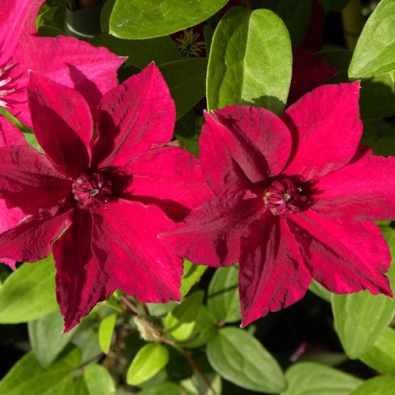 Clématite Perida à fleurs Rouge - feuillage Caduc - Godet - 5/20 cm- hauteur à maturité De 1,50 m à 2,00 m - Image 1