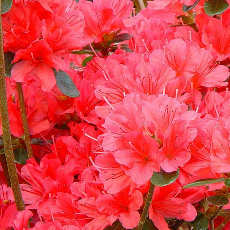 Promesse de Fleurs - Azalée du Japon Moederdag - Rhododendron japonica Godet de 8/9 cm - Image 1