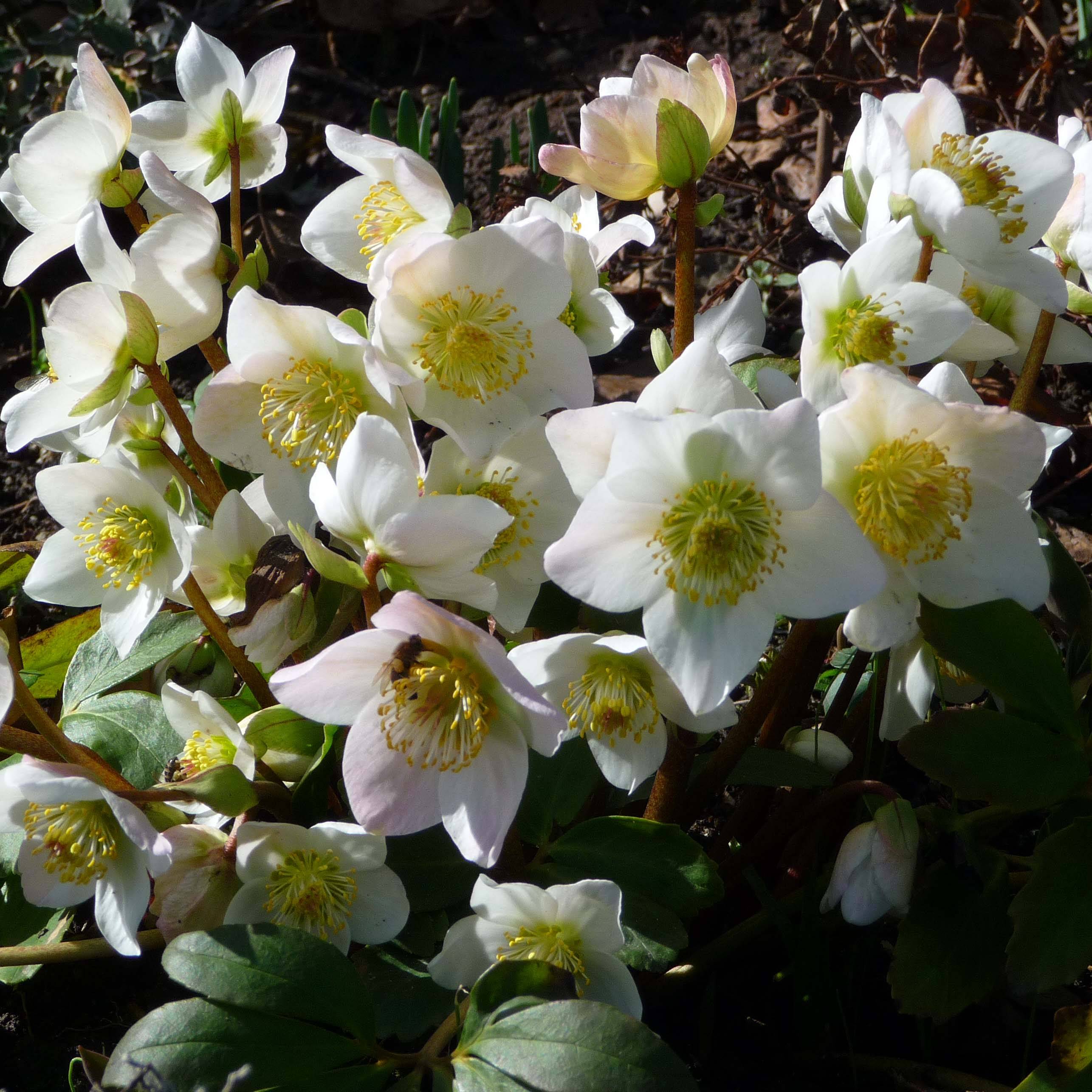 Hellébore niger - Rose de Noël Godet de 8/9 cm