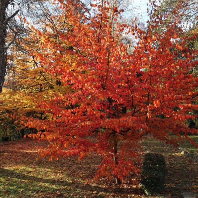 Arbre de fer (Parrotia persica) - Godet 9cm - Pépinières Naudet