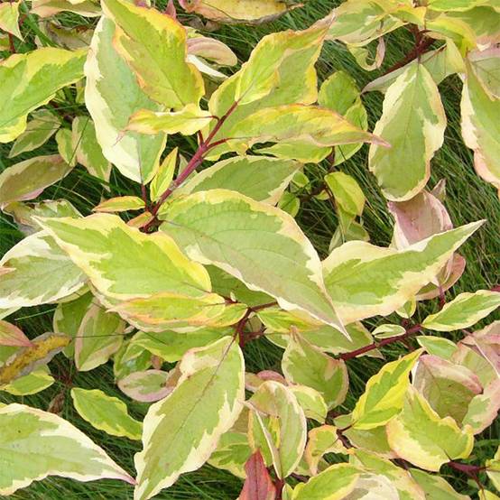Cornus alba Gouchaultii - Cornouiller blanc Godet de 8/9 cm