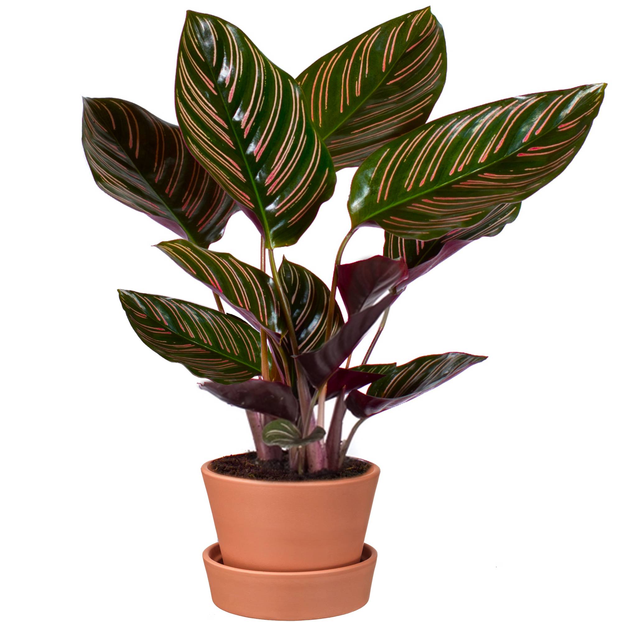 Gardenersdream - 40-50 Cm Calathea Ornata | Plante D'Intérieur Tropicale | Pour Maison Ou Bureau - GardenersDream - Imagen 1