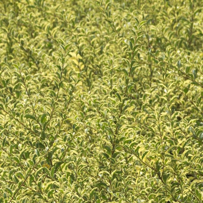 Troène Musli® 'Muster', Ligustrum à fleurs Blanche - feuillage Caduc - Pot de 3L - 40/60 cm- hauteur à maturité De 1,50 m à 2,00 m - Image 5