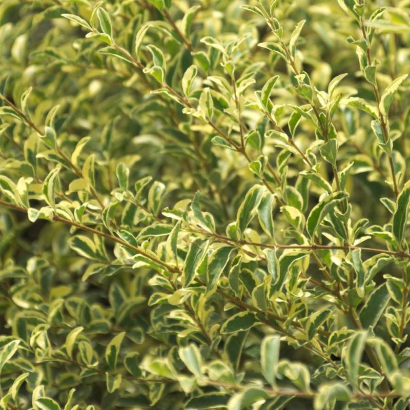 Troène Musli® 'Muster', Ligustrum à fleurs Blanche - feuillage Caduc - Pot de 3L - 40/60 cm-  hauteur à maturité De 1,50 m à 2,00 m - Imagen 7