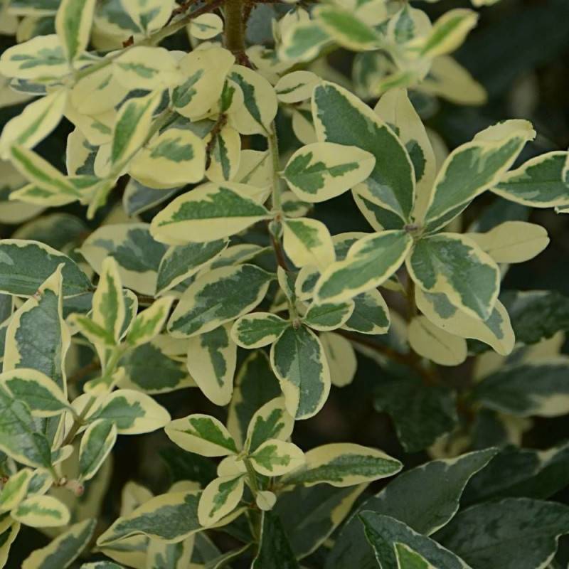 Troène Musli® 'Muster', Ligustrum à fleurs Blanche - feuillage Caduc - Pot de 3L - 40/60 cm-  hauteur à maturité De 1,50 m à 2,00 m - Imagen 4
