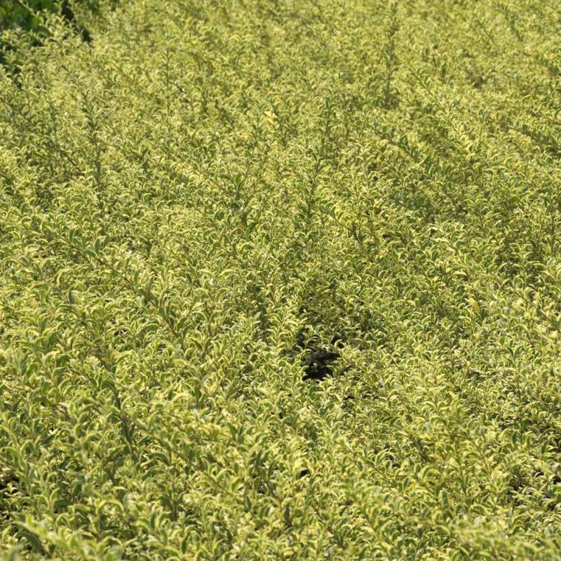 Troène Musli® 'Muster', Ligustrum à fleurs Blanche - feuillage Caduc - Pot de 3L - 40/60 cm- hauteur à maturité De 1,50 m à 2,00 m - Image 6
