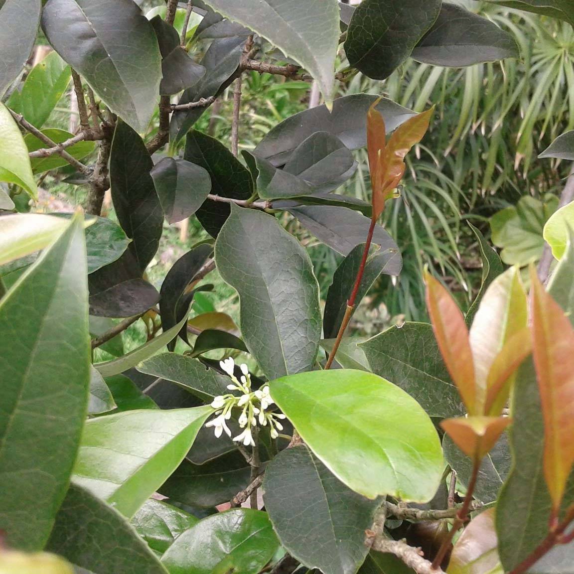 Promesse de Fleurs - Osmanthus fragans - Osmanthe parfumé  Godet de 8/9 cm