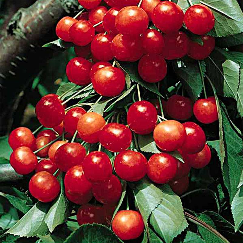 Cerisier Griottier Griotte de Montmorency Pot de 7,5L/10L, Gobelet