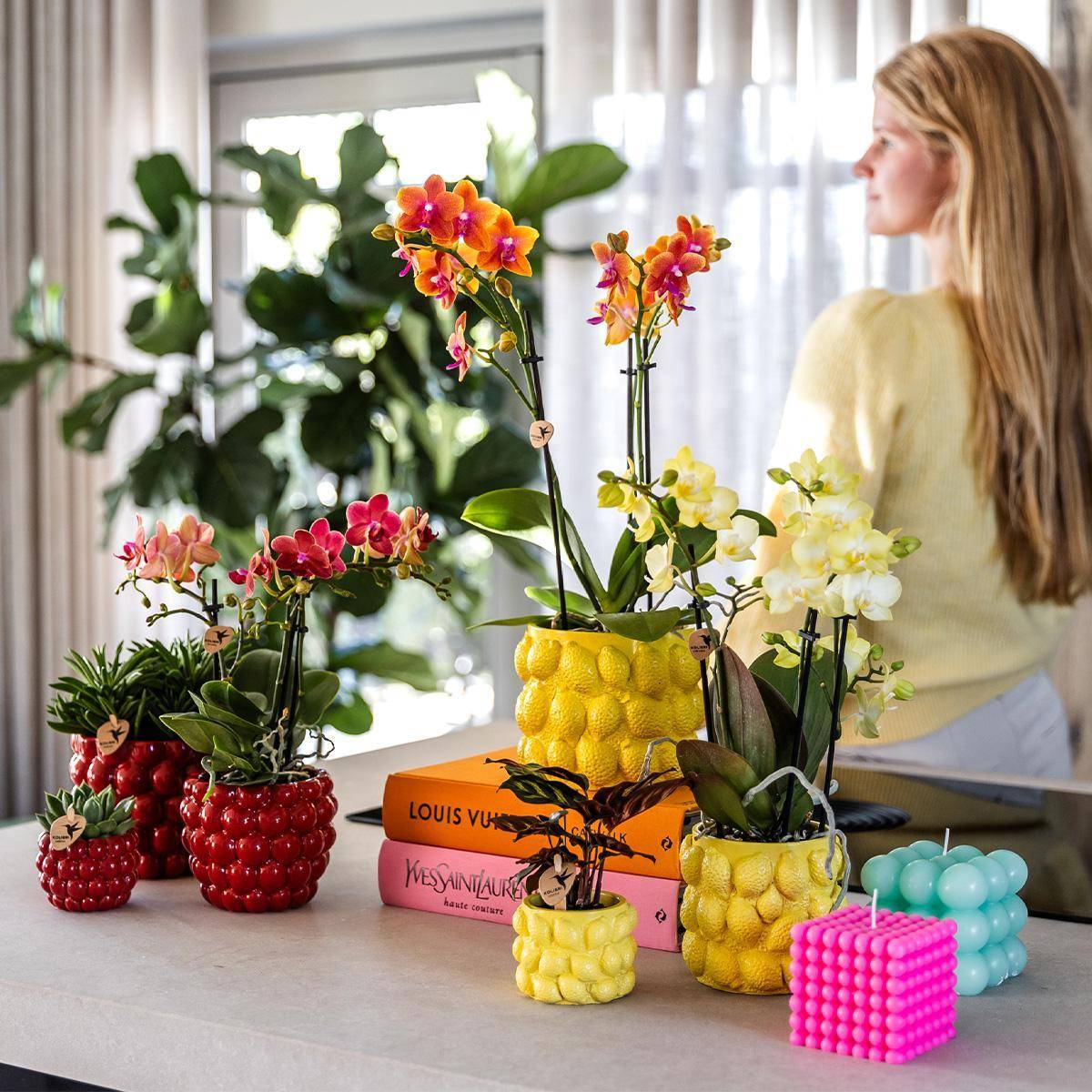 La Green Touch - Orchidée Phalaenopsis Jaune et son pot- La Green Touch Jaune - Hauteur 35cm - Imagen 5