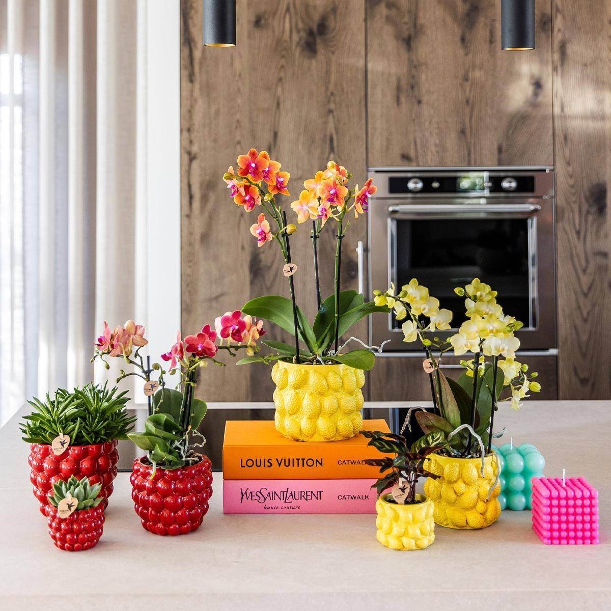 La Green Touch - Orchidée Phalaenopsis Jaune et son pot- La Green Touch Jaune - Hauteur 35cm - Imagen 2