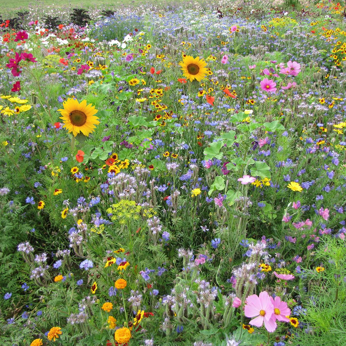 Mélange de fleurs pour Abeilles BIO pour 10 m²