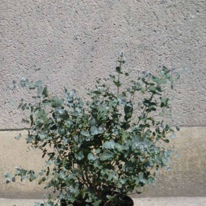 Eucalyptus Baby Blue, Gommier argenté - Pot de 7,5L - 60/80 cm - Image 1