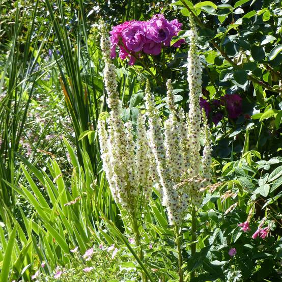 Verbascum chaixii Album - Molène de Chaix Godet de 8/9 cm