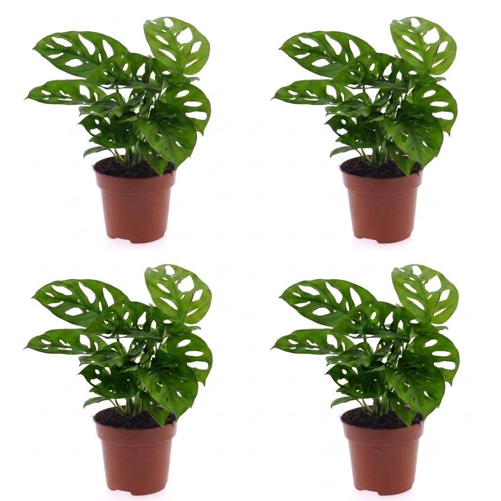 Monstera adansonii - lot de 4 - Ø12cm - ↕25cm - Plantes d’intérieur - Image 2