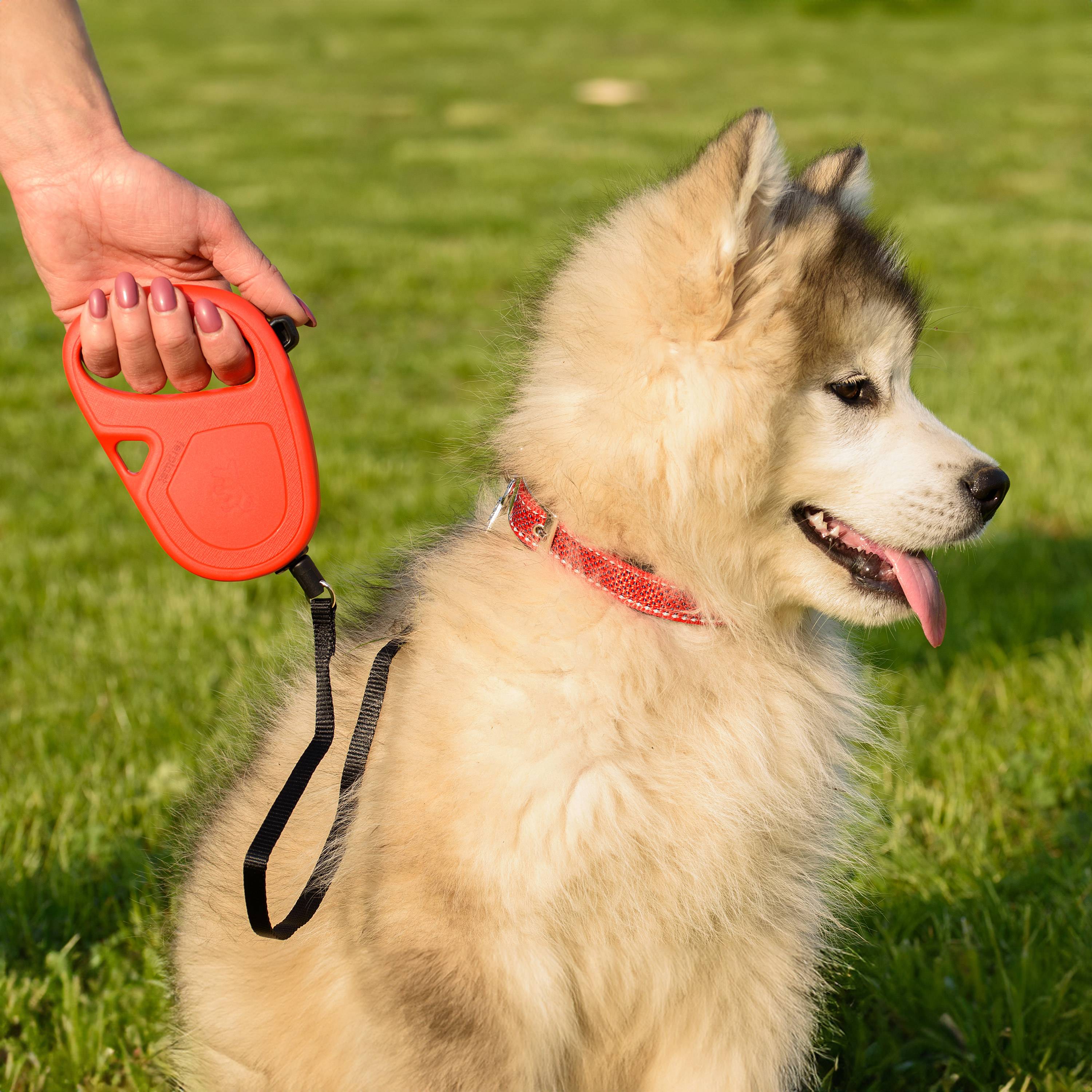 Ferplast - Ferplast Laisse Chien Enrouleur FLIPPY ONE, Laisse pour Petits Chiens jusqu'à 12 Kg. Cordon Extensible max 4,5 m. Bouton unique pour verrouiller et - Imagen 4