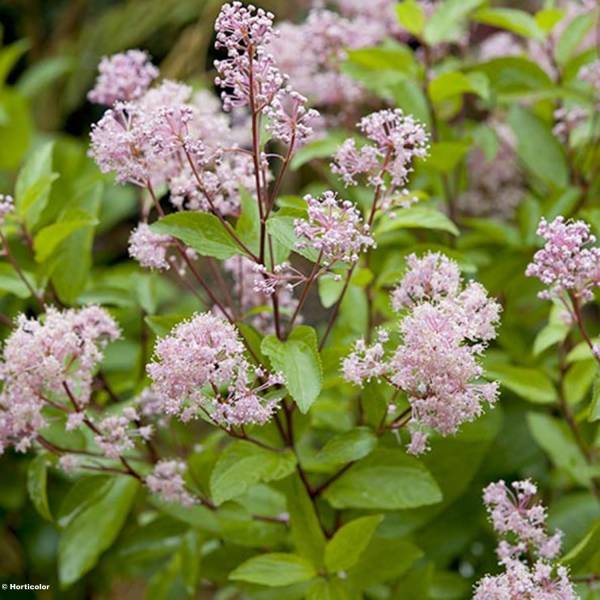 Céanothe pallidus Marie Rose - Lilas de Californie Pot de 3L/4L - Image 1