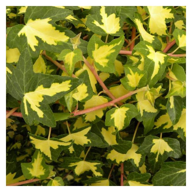 Lierre des bois Goldheart - Godet - 5/20 cm - Imagen 2