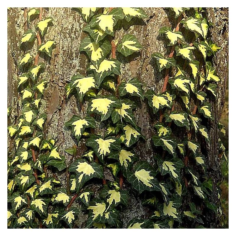 Lierre des bois Goldheart - Godet - 5/20 cm - Imagen 3